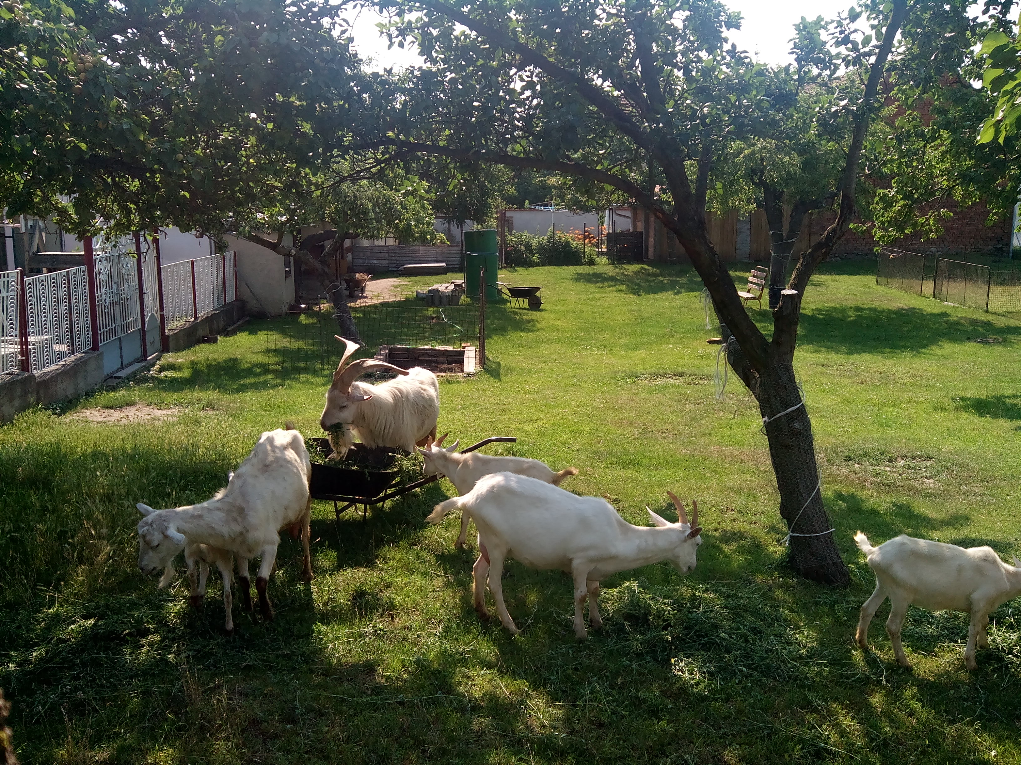 Malá kozí farma - červen 2019